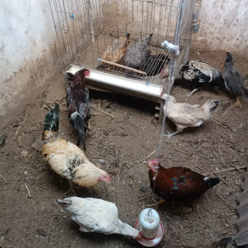 Jual rugi Ayam Kuntara (Umur -+ 1 Tahun) - Cocok untuk konsumsi