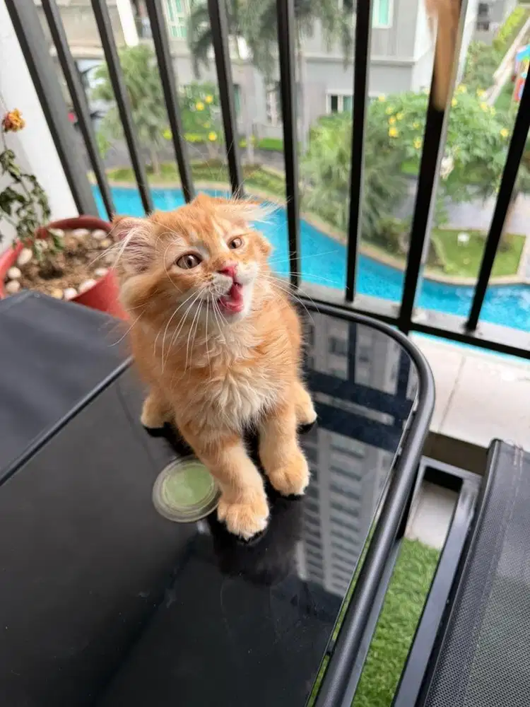 Open adopt kitten Scottis fold x persian