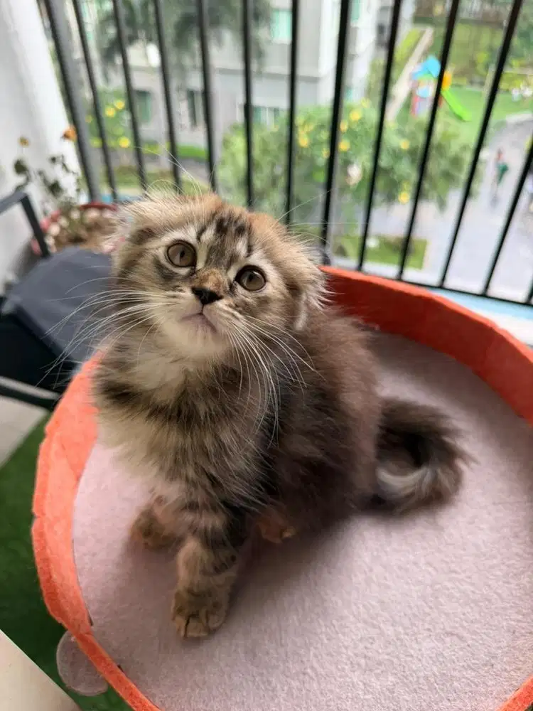 Open adopt kitten Scottis fold x persian