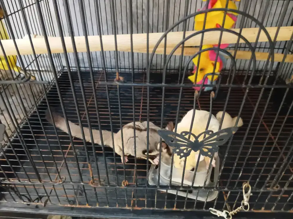 Sugar glider bertina grey vs jantan leu @5