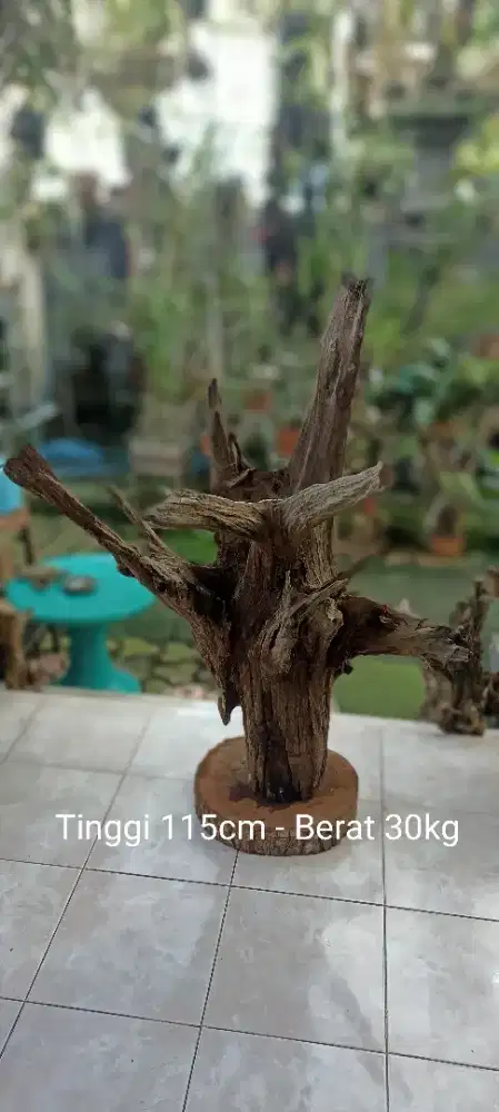 Kayu fosil estetik dan unik