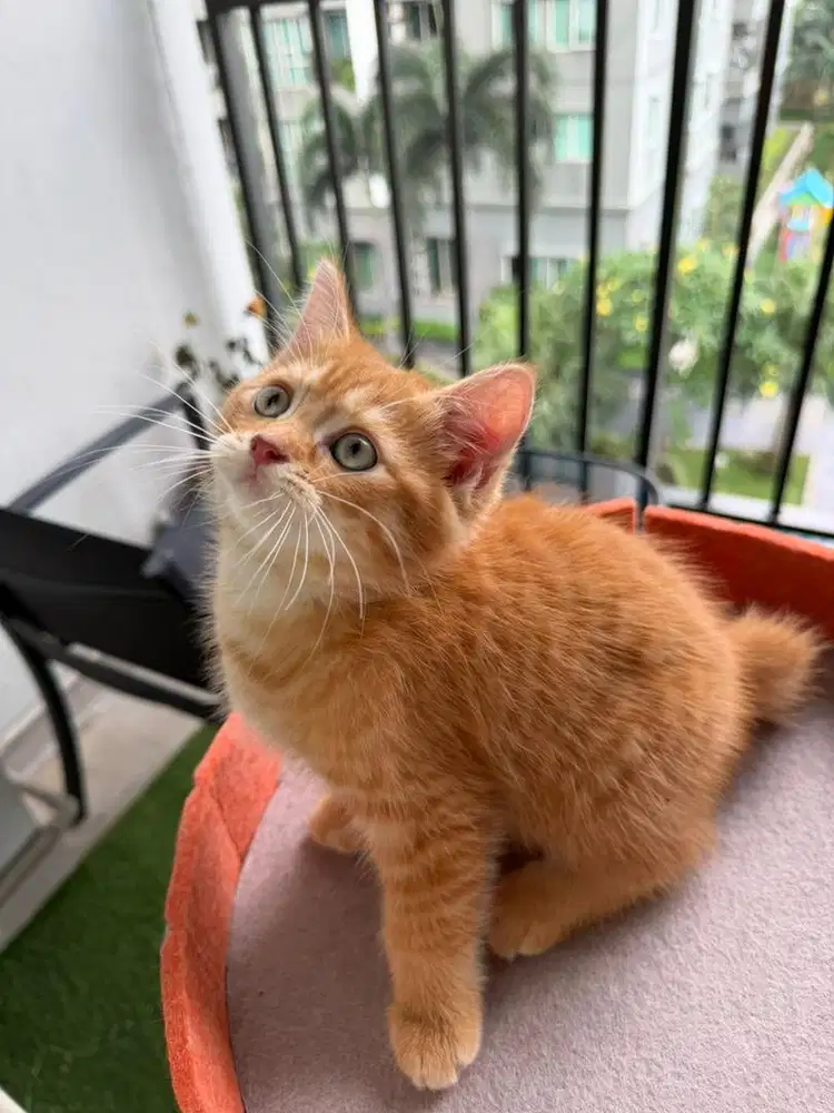 Open adopt kitten Scottis Fold x Persian