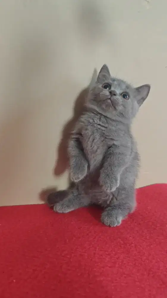 Bsh British Shorthair Munchkin 3 bulan