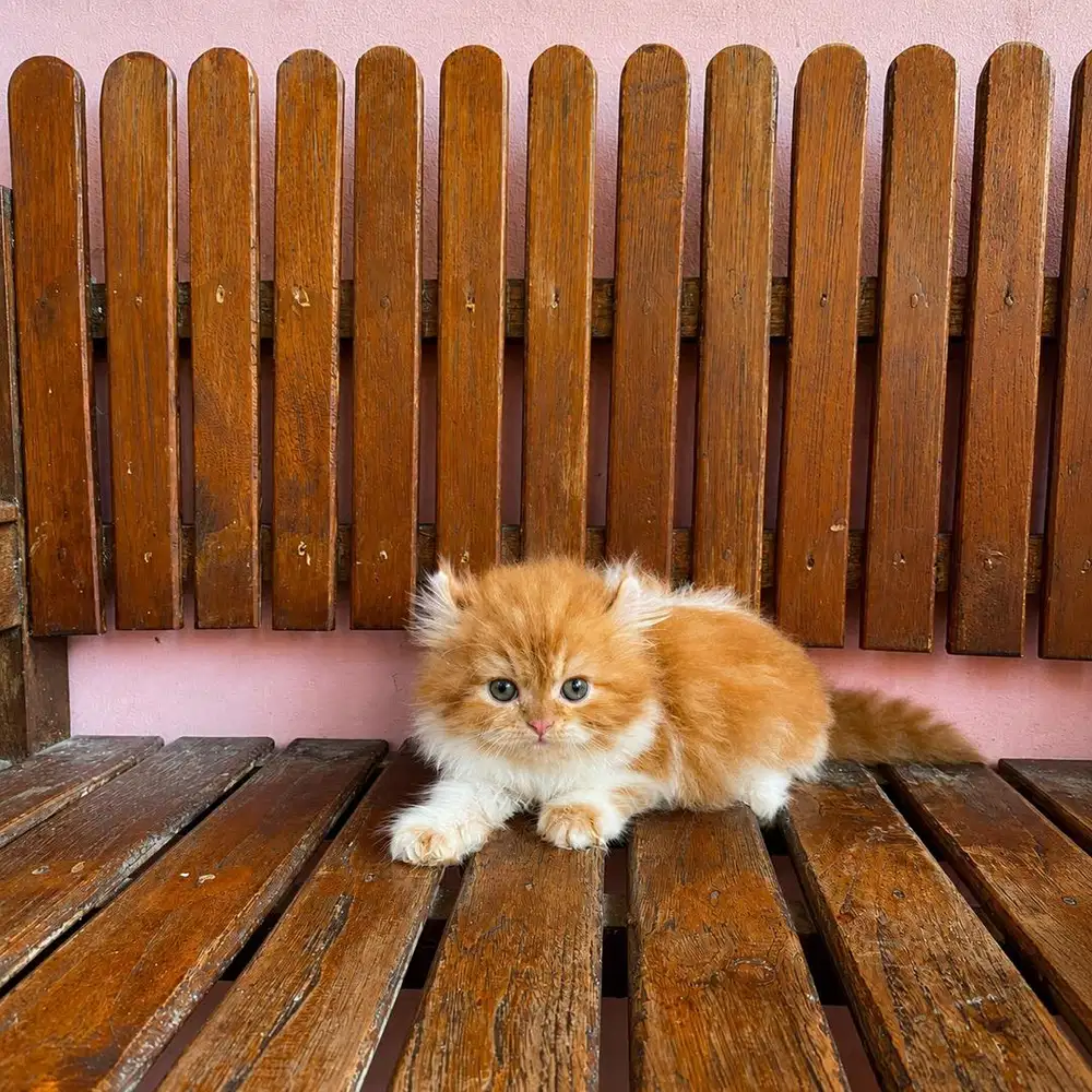 KITTEN PERSIAN LONGHAIR MUNCHKIN NS X AMERICAN CURL