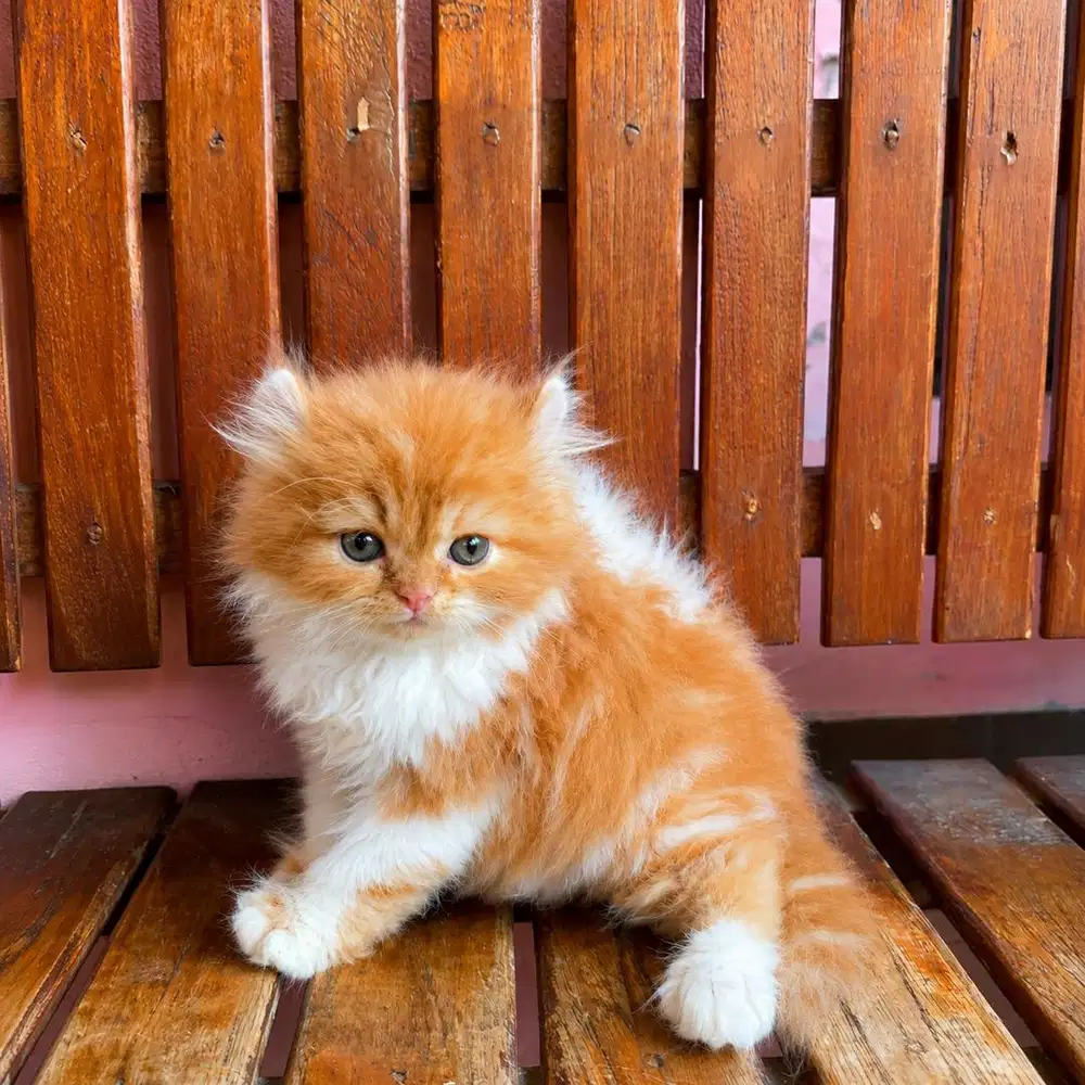 KITTEN PERSIAN LONGHAIR MUNCHKIN NS X AMERICAN CURL