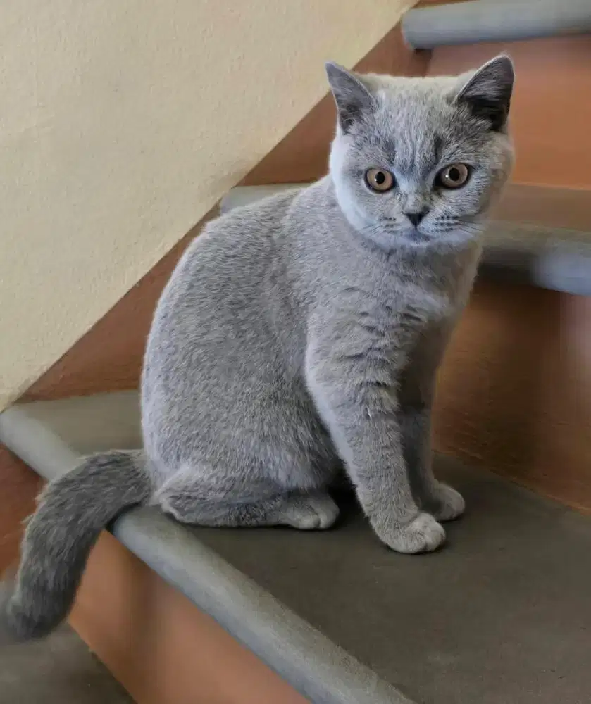 Kucing bsh british shorthair betina british short hair