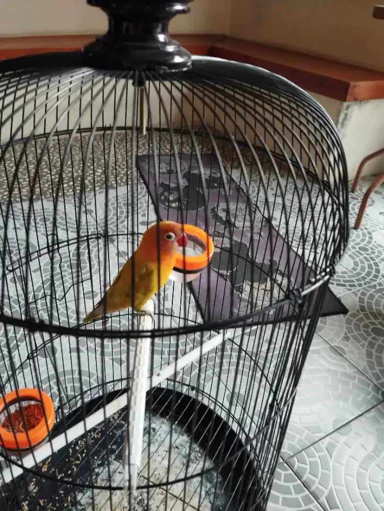Burung love bird