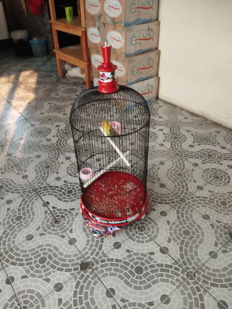 Burung love bird