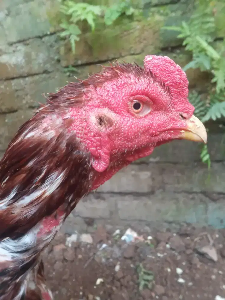 Ayam Jago Bangkok Klasik cocok buat bibit ternak dan hiasan halaman