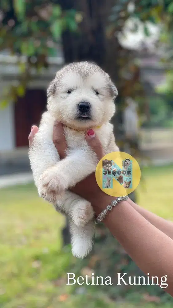 Alaskan Malamute Puppies