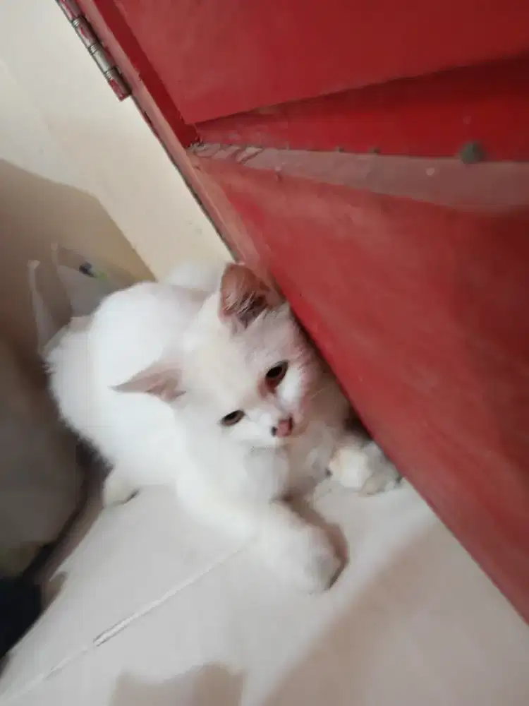 Kucing anggora dapat 3(1 induk 2 anak)