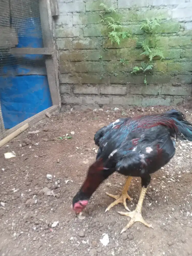 Ayam Jago Bangkok Klasik cocok buat bibit ternak dan hiasan halaman