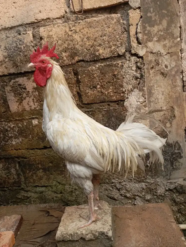 Ayam kampung putih jantan jago gede