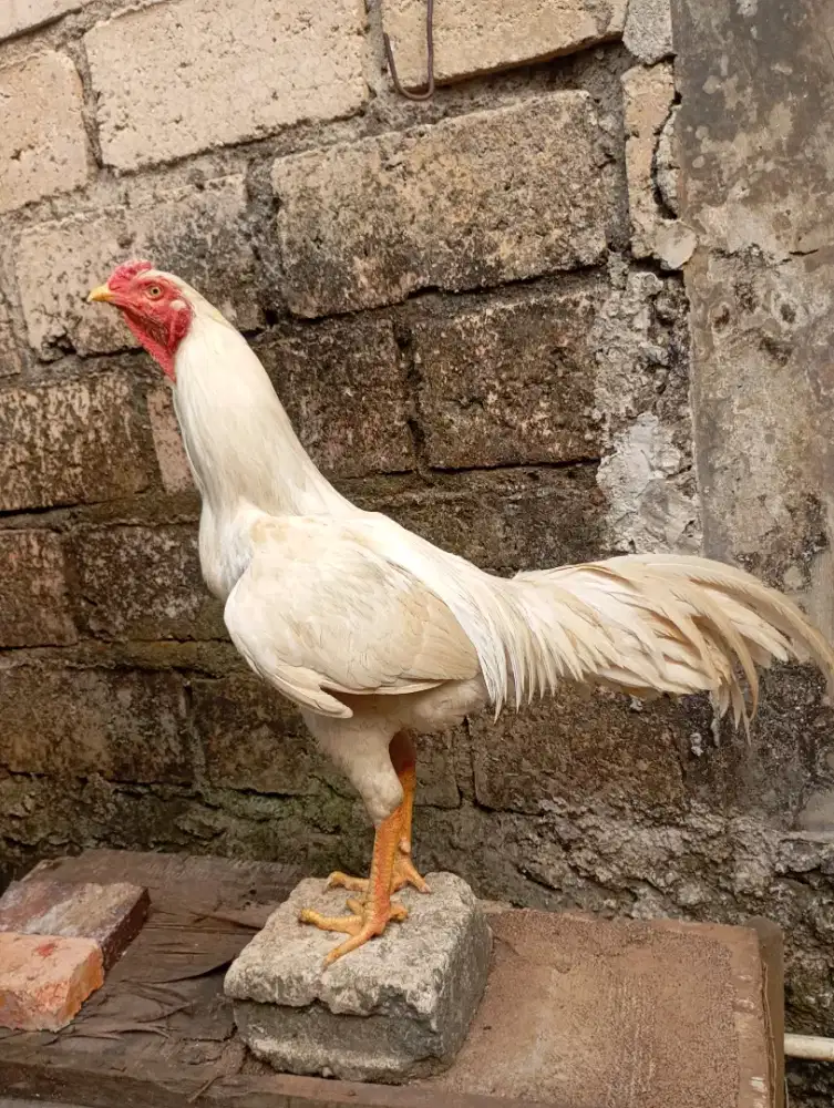 Ayam kampung putih jantan jago dewasa