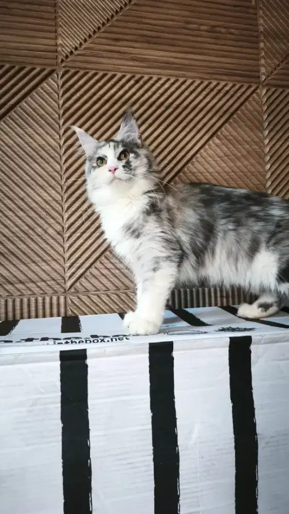 Kucing Mainecoon Mainkun