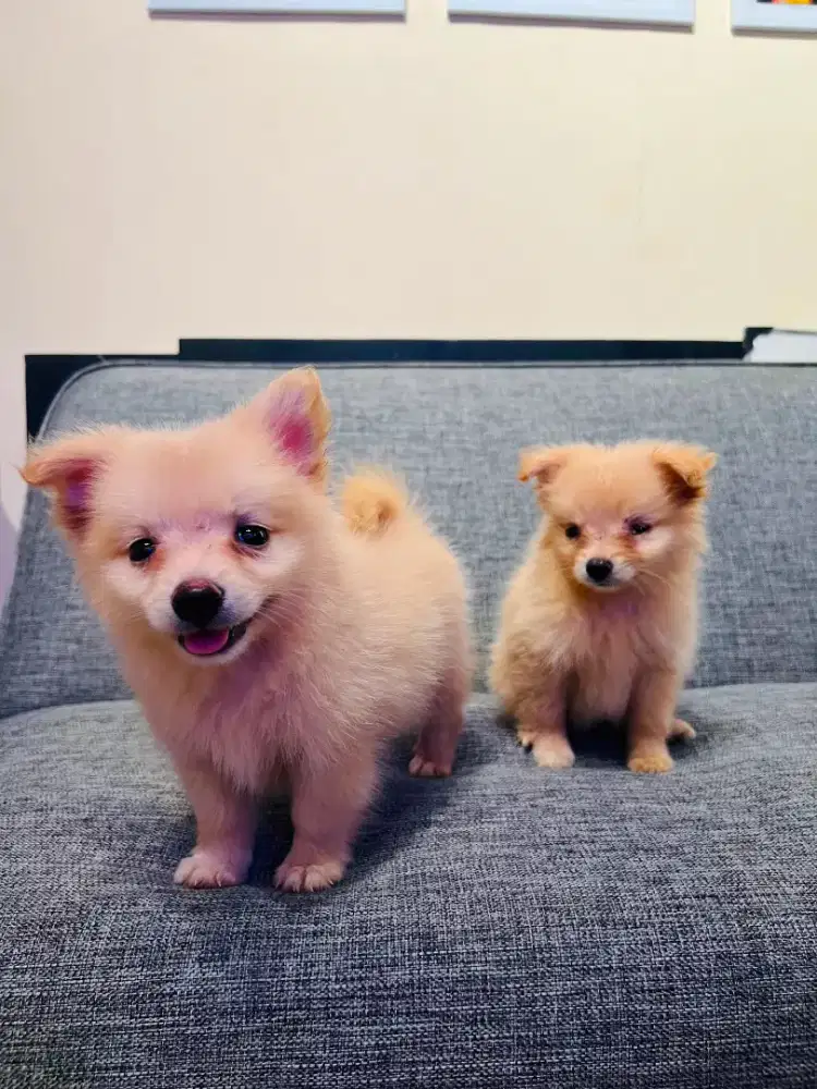 Adopt Anjing Mini Pom