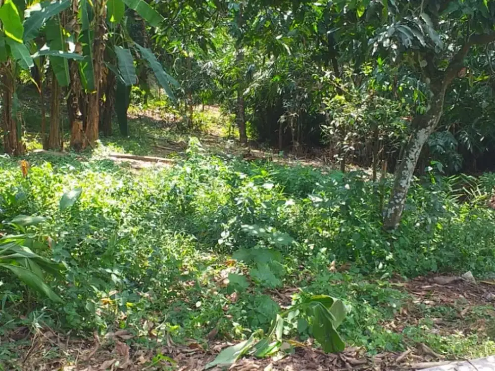 Tanah Kavling Siap Bangun Murah Deket GOA Kreo di Gunungpati