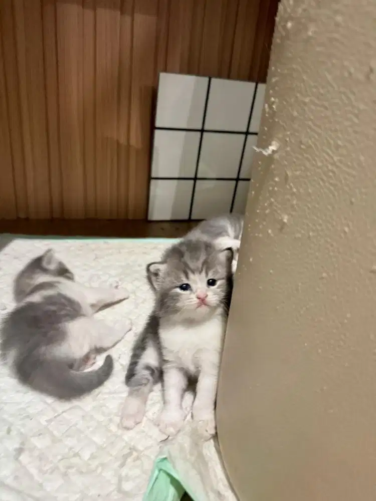 Anak Kucing British short hair mix Persian