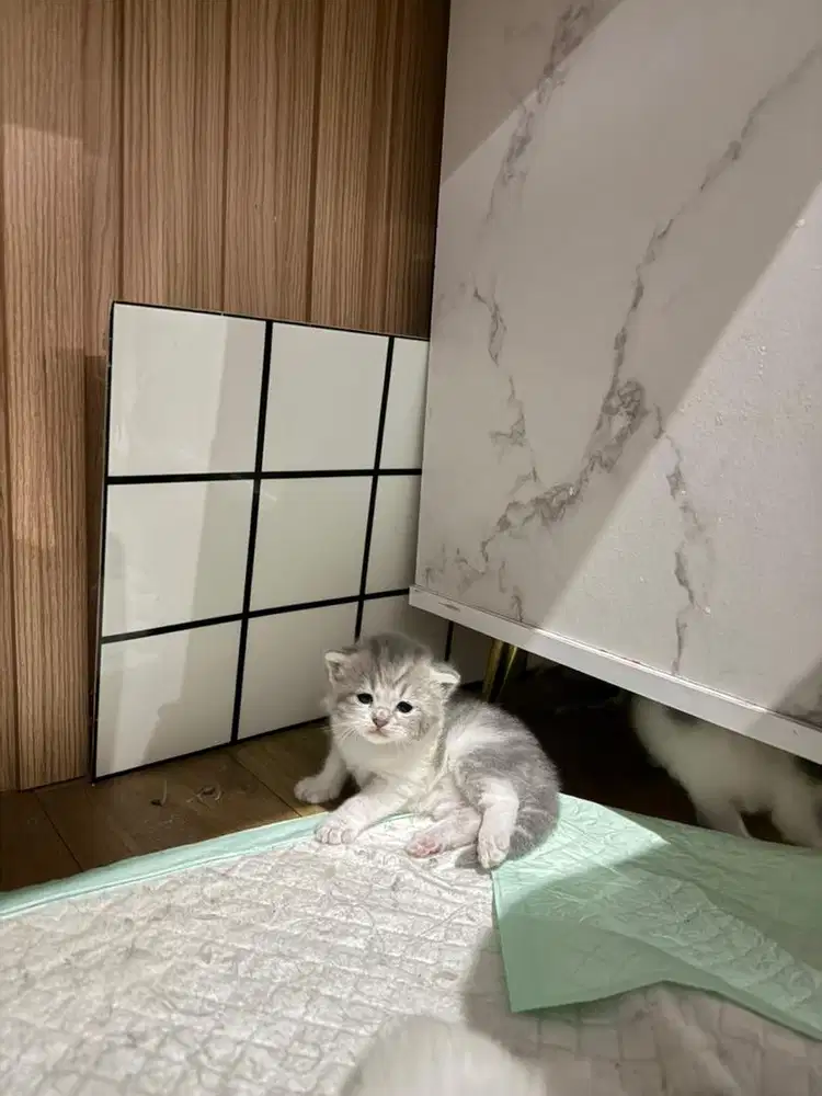 Anak Kucing British short hair mix Persian