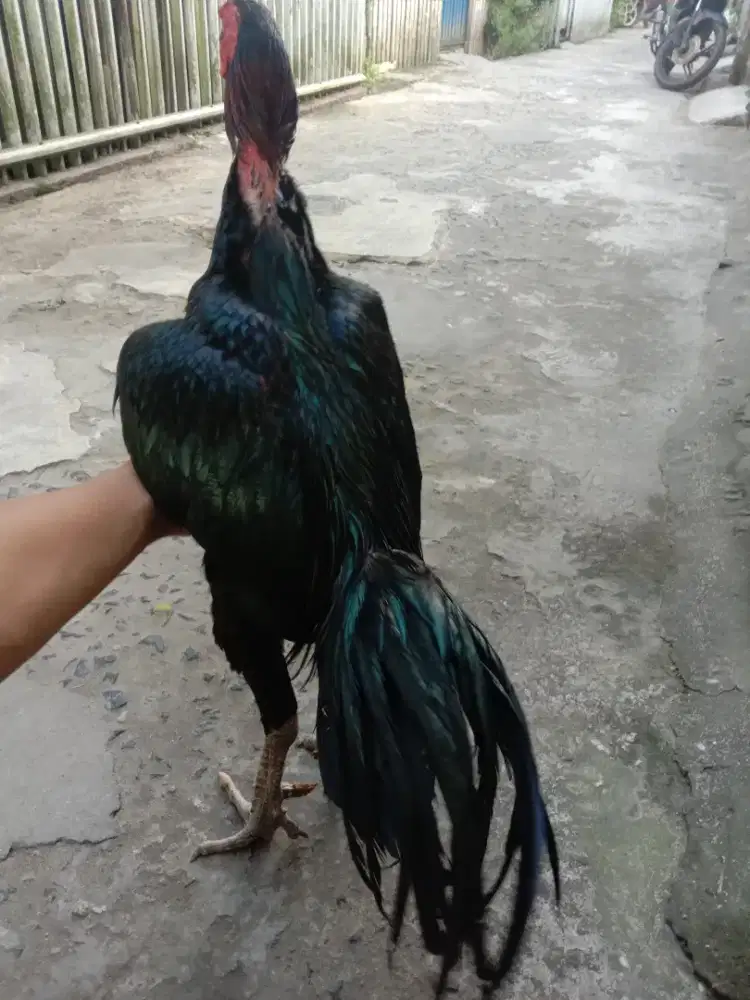 Ayam birkok wiring galih