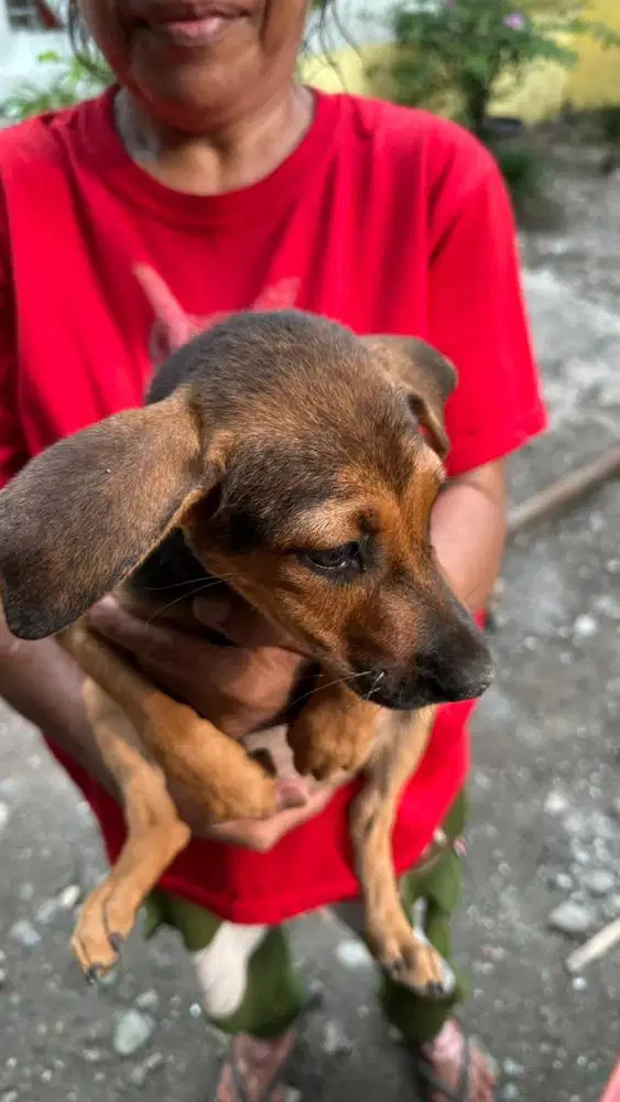 Anak anjing kuping gajah ekor puntung