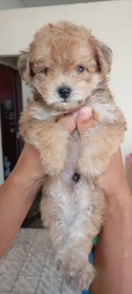 Poodle mix Pom Lucu