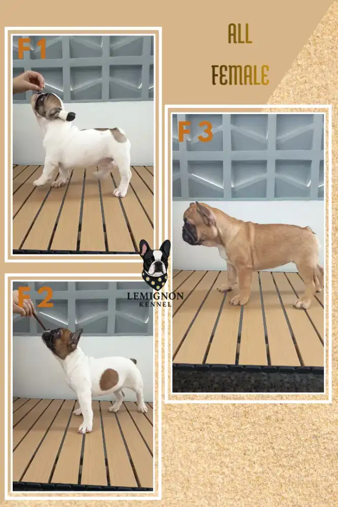 French Bulldog [FEMALE]