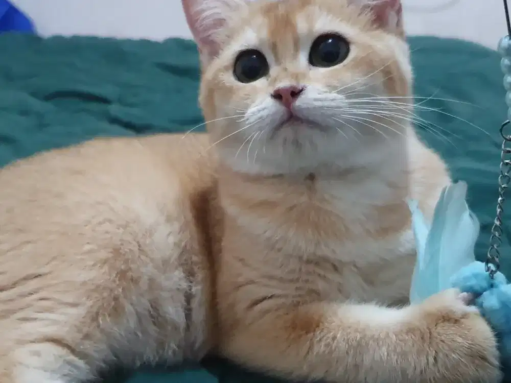 BSH Golden Betina