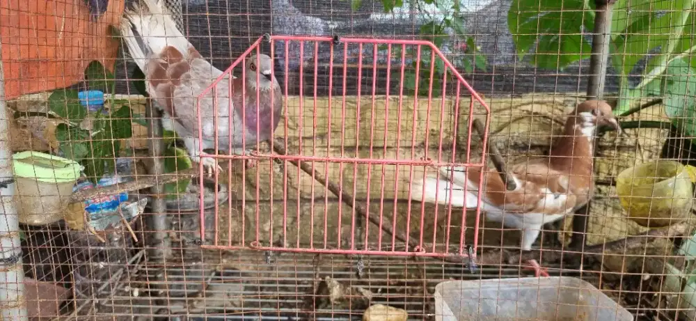 Mrpati /dara 3 ekr