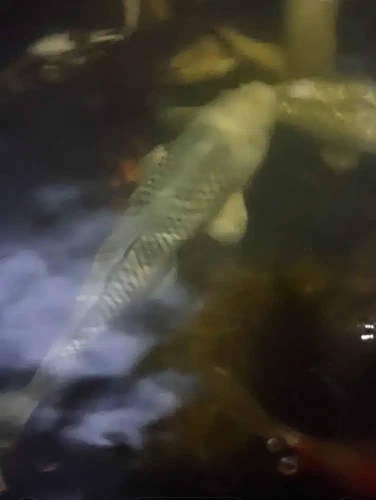 Dijual Ikan koi 45cm