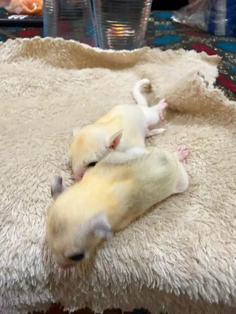 Sugar Glider Baby Sepasang.