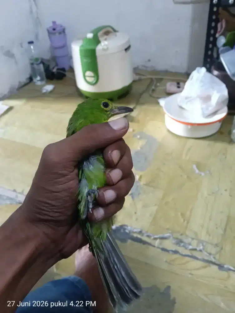 BANDANGAN  PH BODI BIG EKOR PANJANG