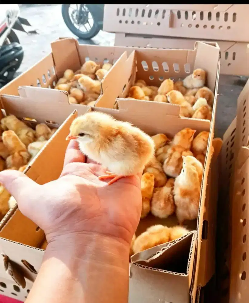 DOC ANAK AYAM PETELUR SUPER BANDUNG