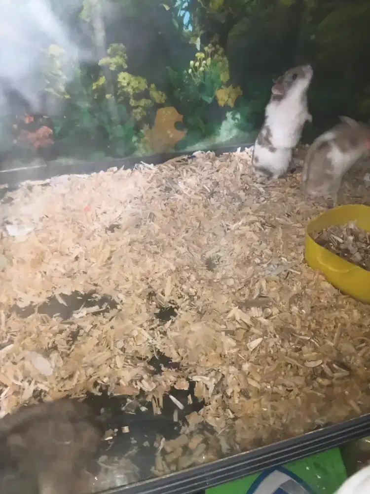 Hamster biangan betina
