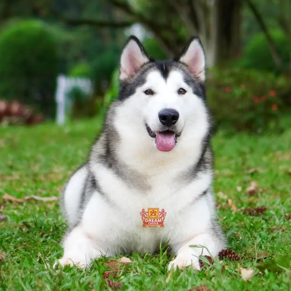 Jual Alaskan malamute betina 2 tahun calon indukan