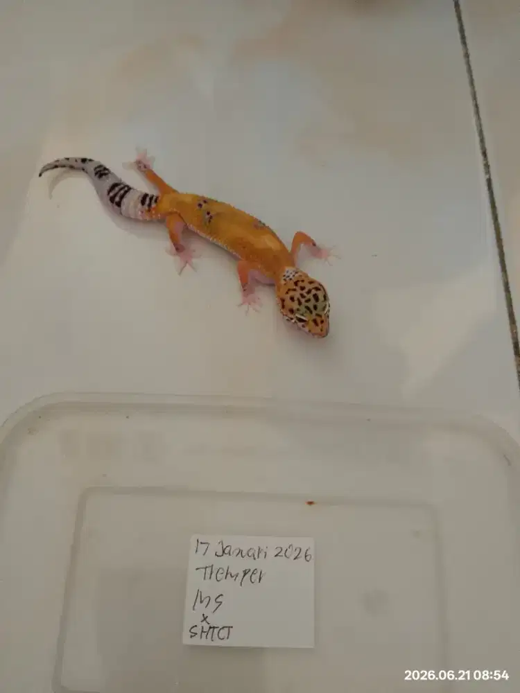 Baby leopard gecko