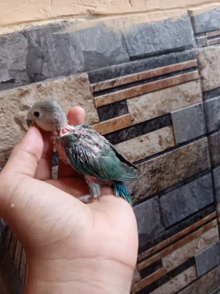 Lolohan lovebird nonklep