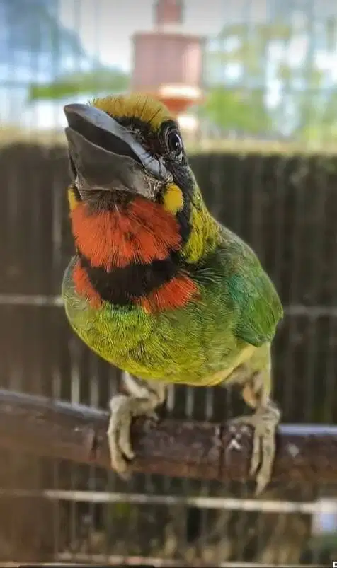 Burung asli alam menu sdh mau pur bodi super