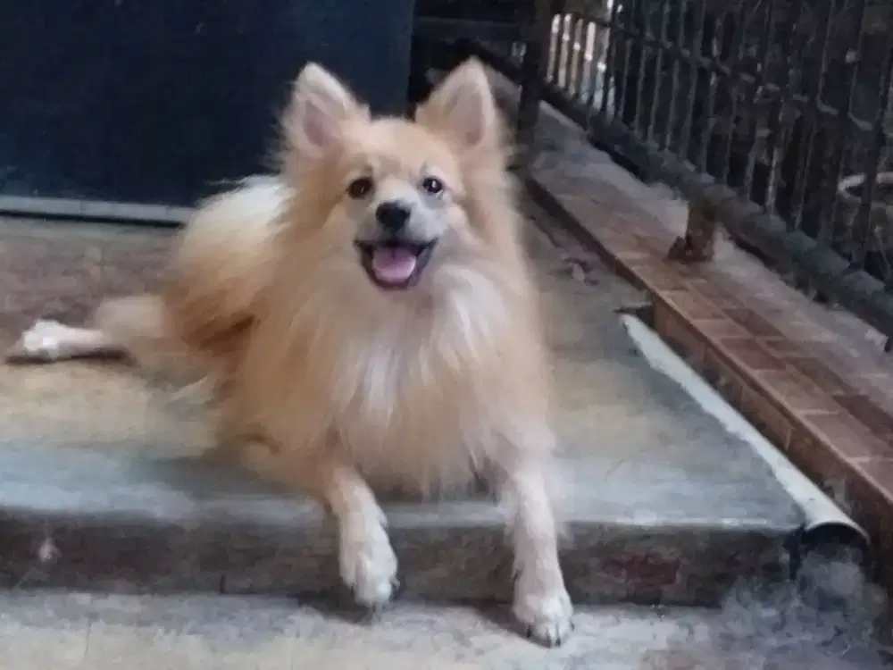 German Spitz (Pomeranian) jantan