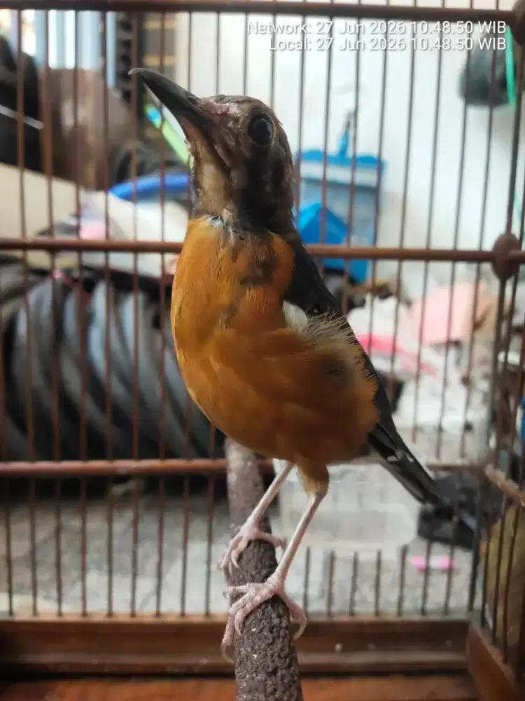 Burung anis .merah trotol