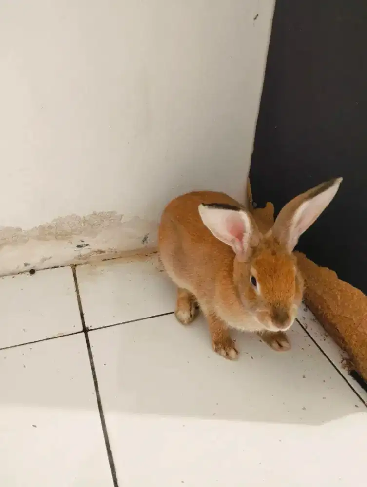 Dijual anak kelinci ras Australia