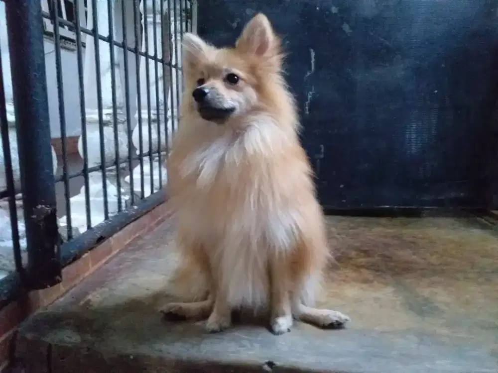 (German Spitz)Pomeranian jantan.