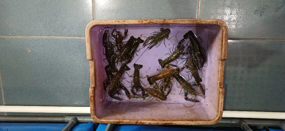 Lobster air tawar konsumsi harga per kilo