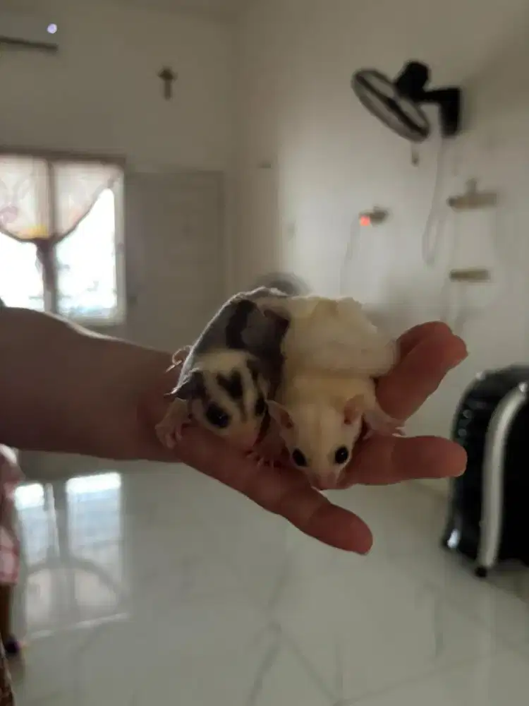 Sepasang sugar glider kualitas bgs