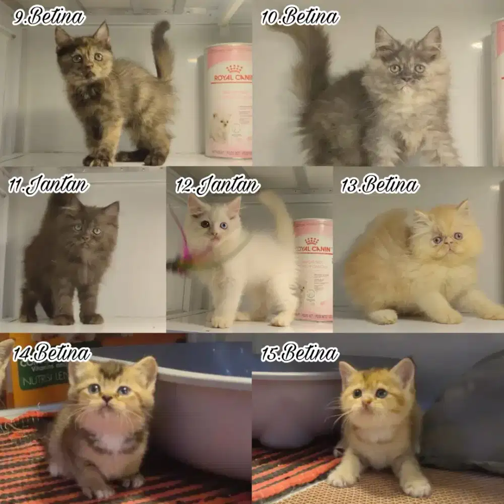 kucing kitten anakan anggora persia ragdoll himalaya mainecoon british