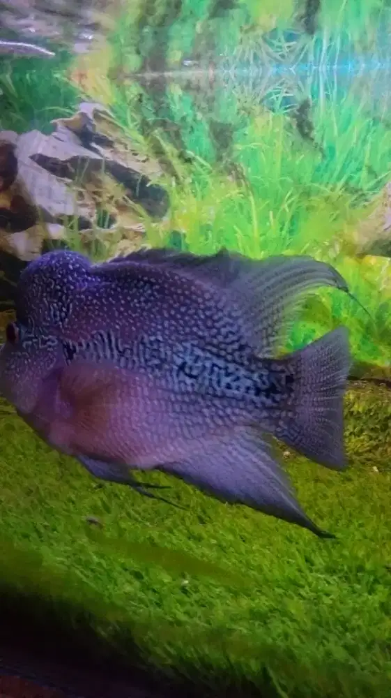 Di jual ikan Louhan kamfa