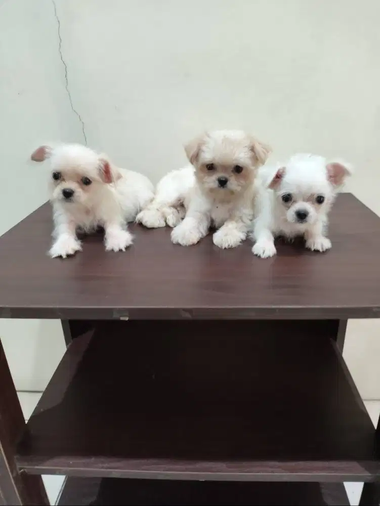 Jual Anakan Chihuahua Bichon Jantan dan Betina