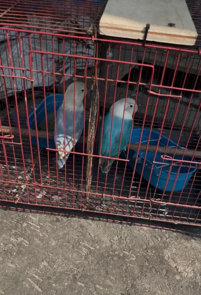 Lovebird prediksi pasangan baru