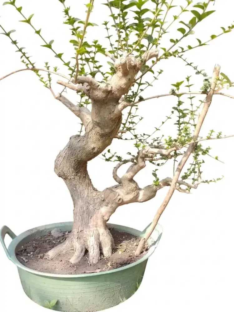 Bahan bonsai sancang natural