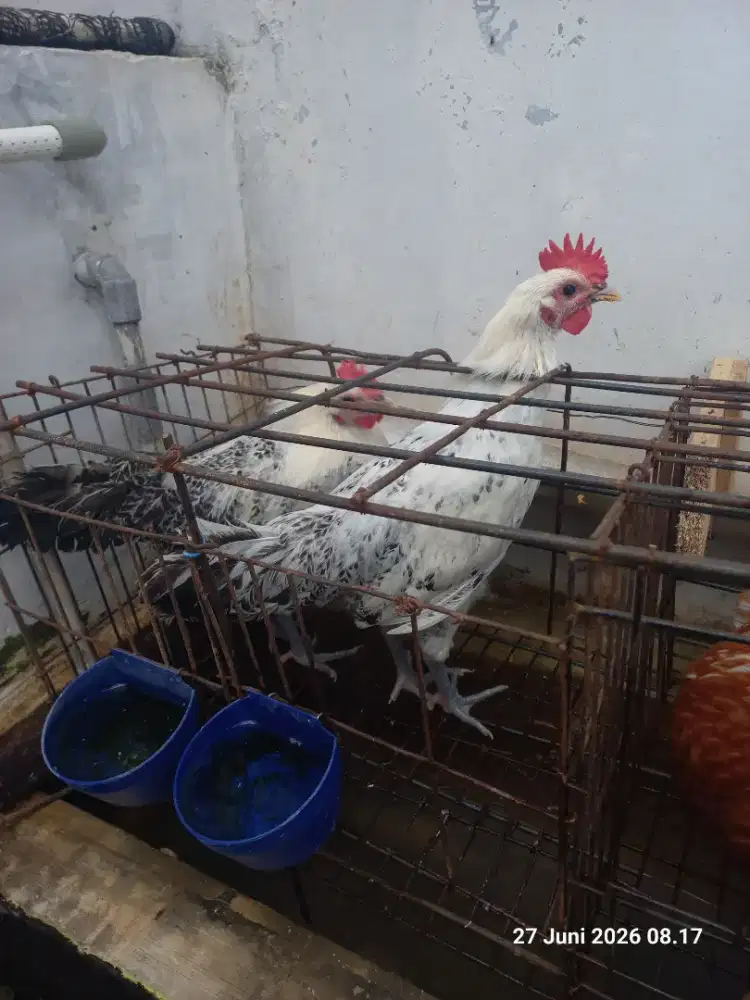Ayam Jago Arab Remaja